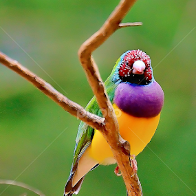 by RJ Photographics - Novices Only Wildlife