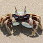Horn-eyed Ghost Crab