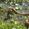 Yellow Rat Snake (eastern rat snake)