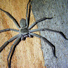 Huntsman Spider (male)