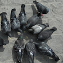 Feral Pigeon(s)