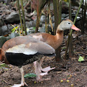 Duck (Piche de agua in Costa Rica)