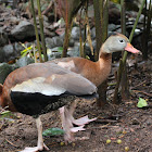 Duck (Piche de agua in Costa Rica)