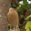 Brahminy Starling(Brahminy Myna)