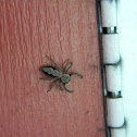 Tan Jumping Spider