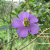 Osbeckia Flower
