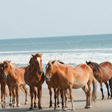 The Wild Spanish Colonial Mustangs of Corolla by Joyce White -  