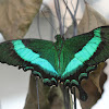 Green Swallowtail