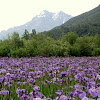 Alaska wild Iris