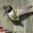 Black-chinned Hummingbird (Male)