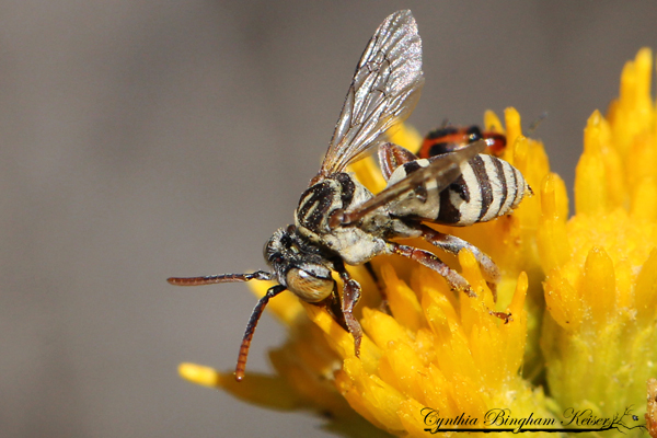 Cuckoo Bee