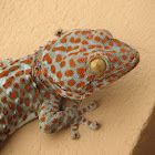 Tokay gecko