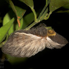 Flannel Moth Caterpillar
