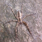 Huntsman spider