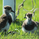 Southern lapwing