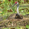 Sandhill Crane on nest