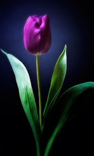 Tulip Flower Live Wallpapers