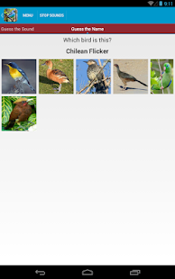 South American Birds Sounds Screenshots 13