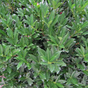 cherry laurel