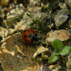 Eleven-spotted ladybird