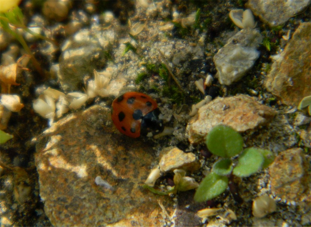 Eleven-spotted ladybird
