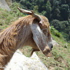 Brown Gaddi goats