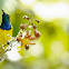Olive-back Sunbird