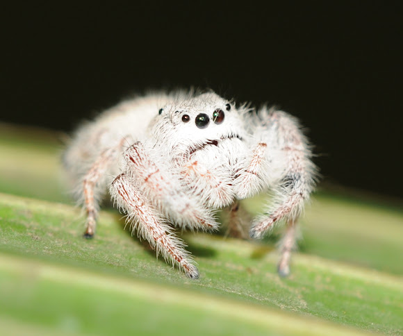 Jumping Spider | Project Noah