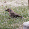 Northern Flicker (Yellow Shafted)