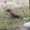 Northern Flicker (Yellow Shafted)