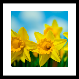 Spring Flower Livewallpaper 5.0