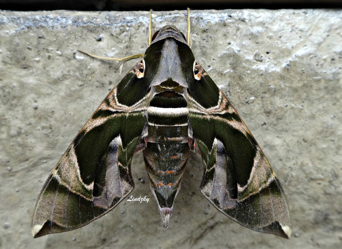 Sphingid Moth