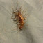 House Centipede