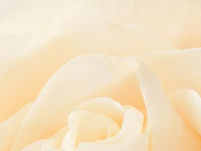 200以上 白 薔薇 壁紙 iphone 433465-白 薔薇 壁紙 iphone