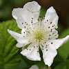Raspberry (flower)