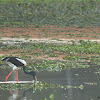 black necked stork