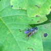 Wasp with spider prey