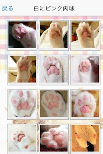 Download Cat paws　Photo collection APK for Android