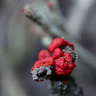 Cup Lichen, Chrobotek koralkowy