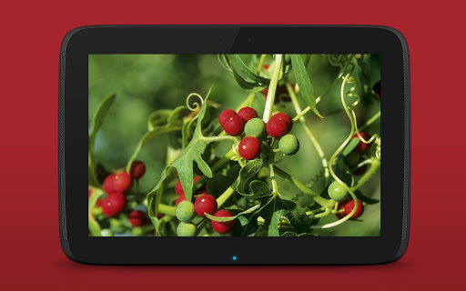 【免費書籍App】Wild Berries and Herbs 2 PRO-APP點子