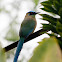 Blue-crowned Motmot