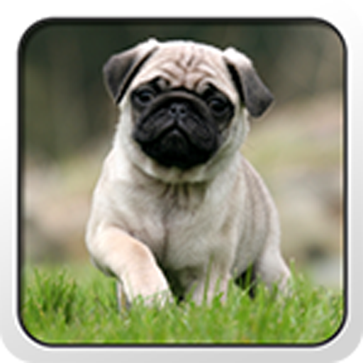 Pug Theme - Nova/ADW/GO 個人化 App LOGO-APP開箱王