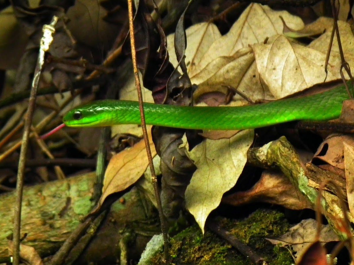Greater Green Snake