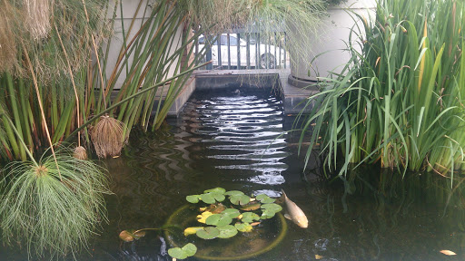 Multichoice Pond Fountain