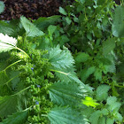 Stinging nettle