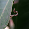 Inch Worm, Catterpilar, Larvae