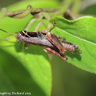 Grasshopper (defecating)