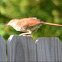 Brown Thrasher