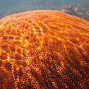 Favites Stony Coral