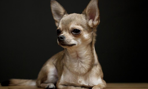 Chihuahuas Wallpapers